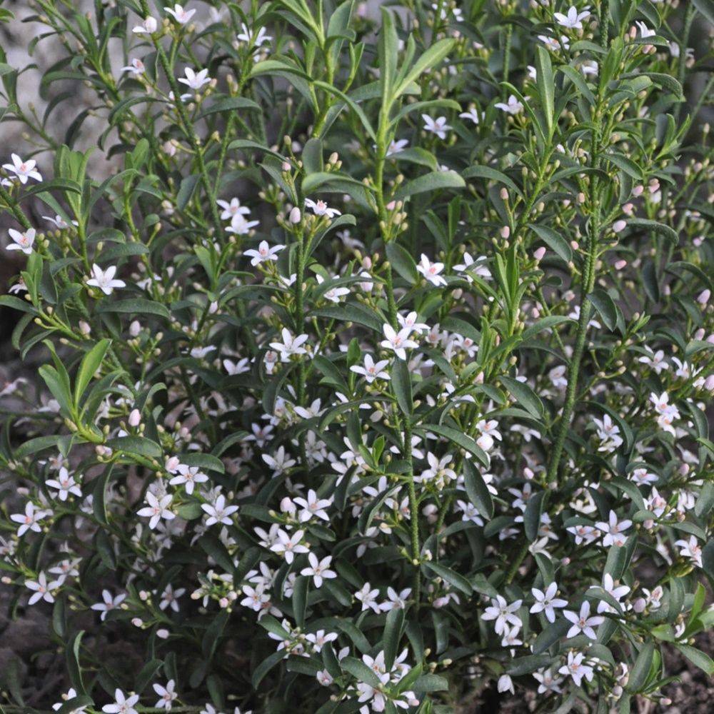 Eriostemon myoporoides