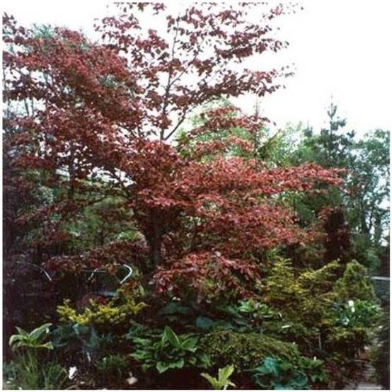 Hêtre 'Tricolor'