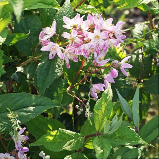 DEUTZIA Perle rose