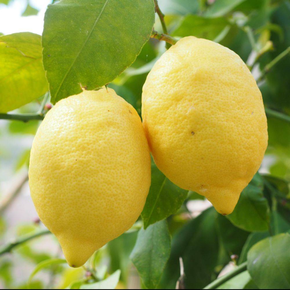 Citronnier des 4 Saisons - Image 1