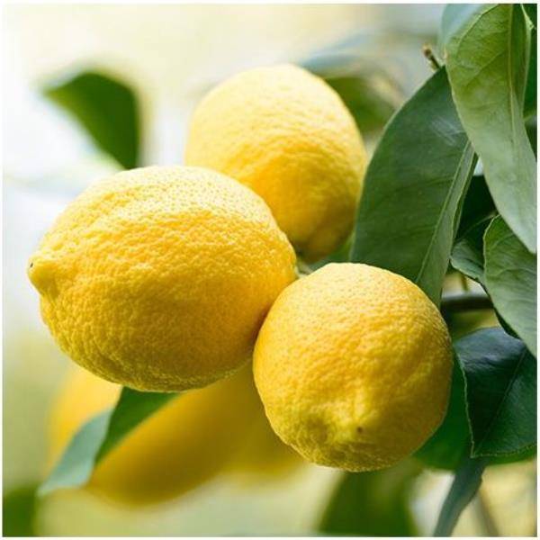 Citronnier des 4 Saisons - Image 2
