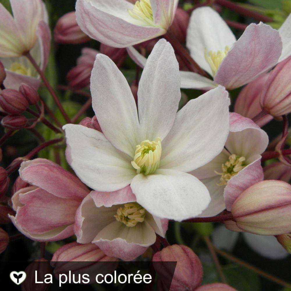 Clématite armandii 'Hundersonii Rubra'