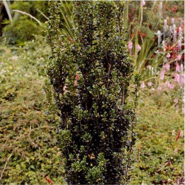 Houx crenelé 'Fastigiata' (Ilex crenata) - Image 2