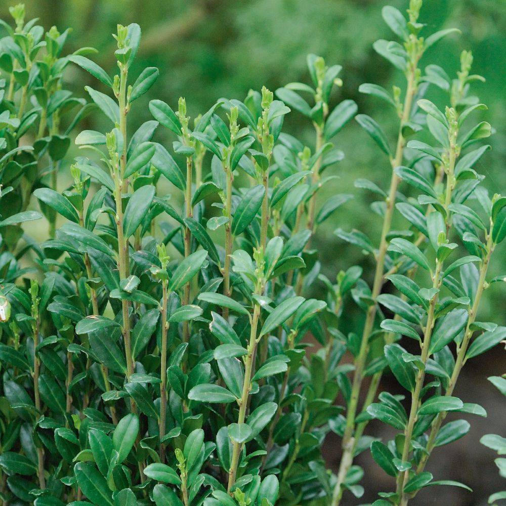 Houx crenelé 'Fastigiata' (Ilex crenata)