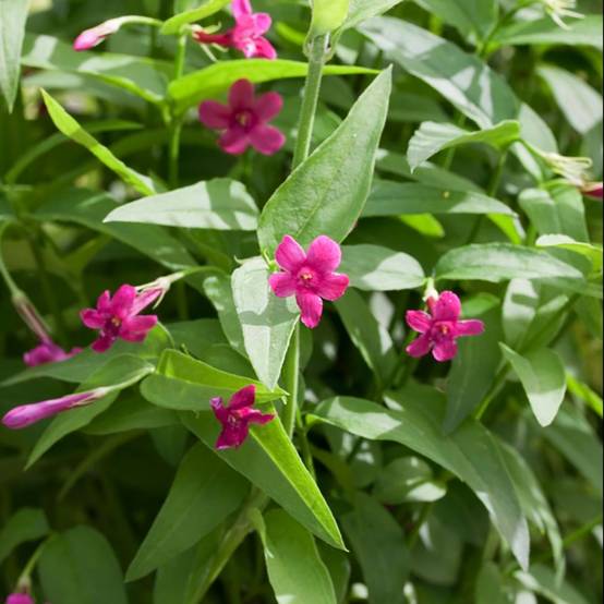 Jasminum beesianum - Jasmin rose - Image 2
