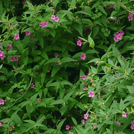 Jasminum beesianum - Jasmin rose - Image 1
