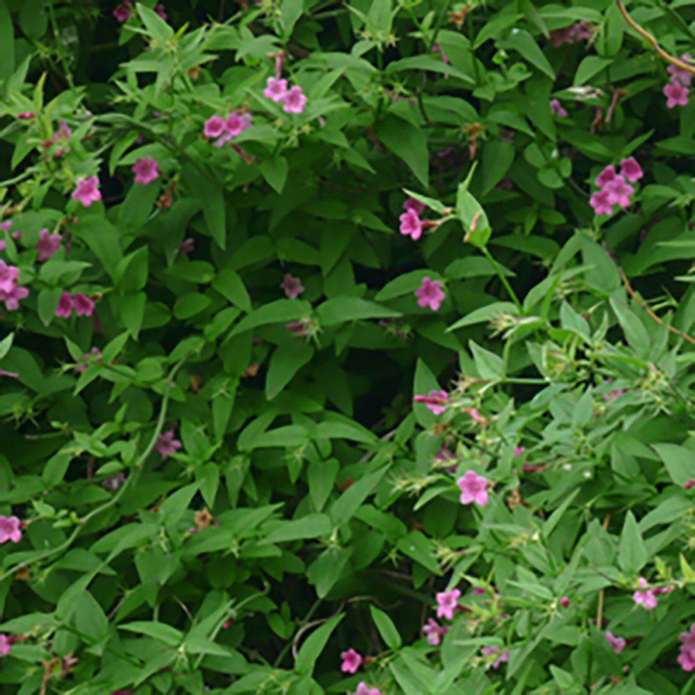 Jasminum beesianum - Jasmin rose - Image 1