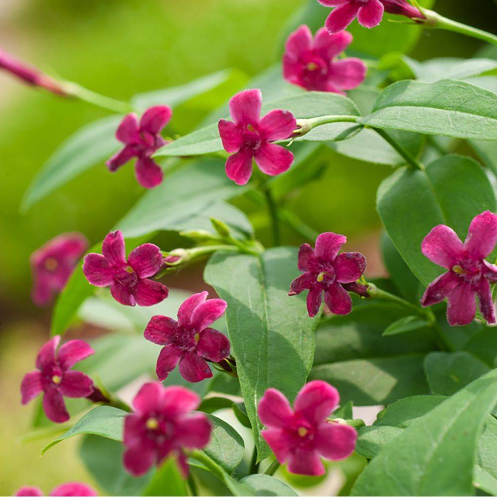 Jasminum beesianum - Jasmin rose - Image 3