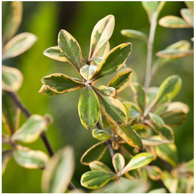 Corokia Sun Splash - Image 1