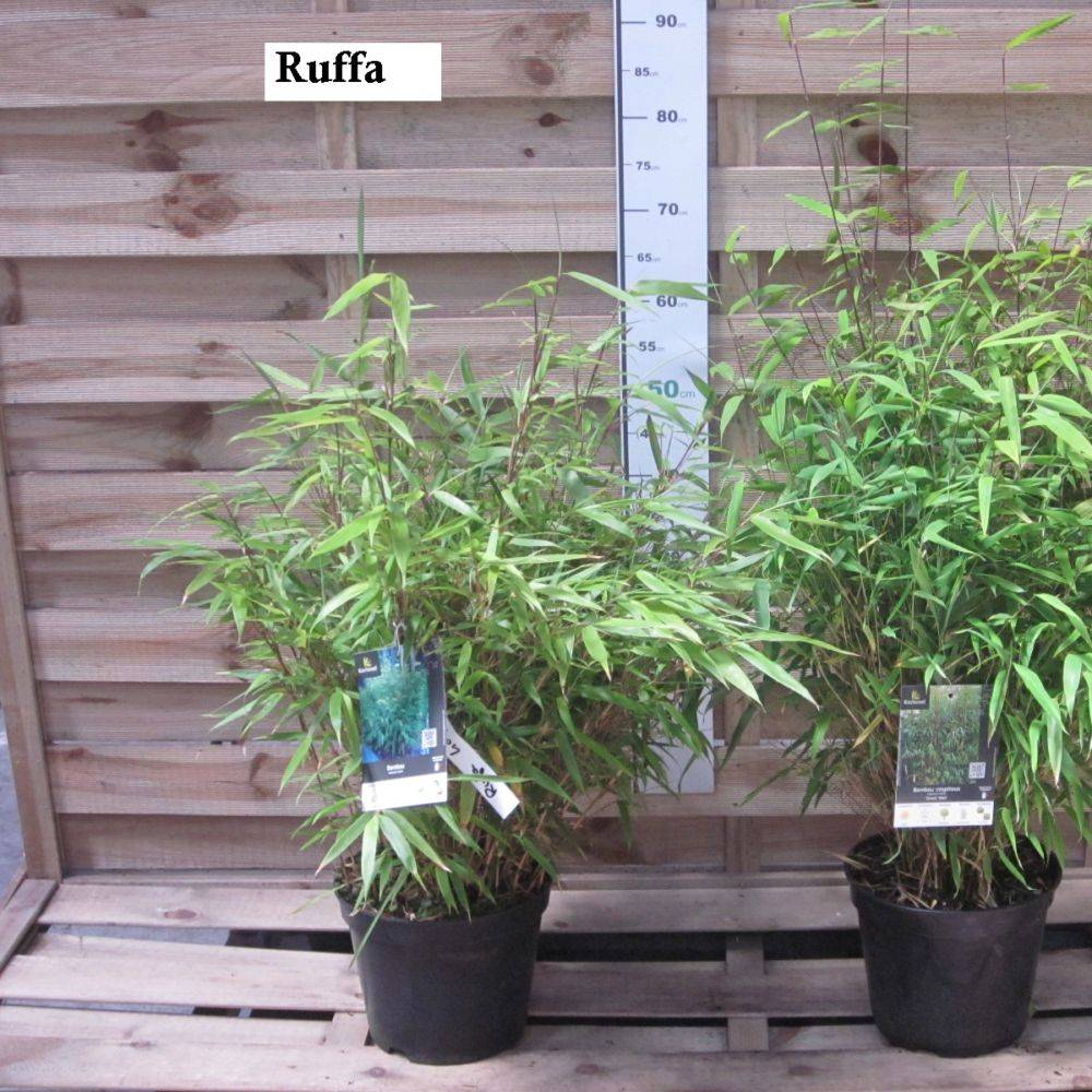 Petit bambou : Fargesia  rufa - Imagen 10