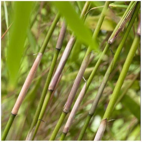 Petit bambou : Fargesia rufa - Image 7