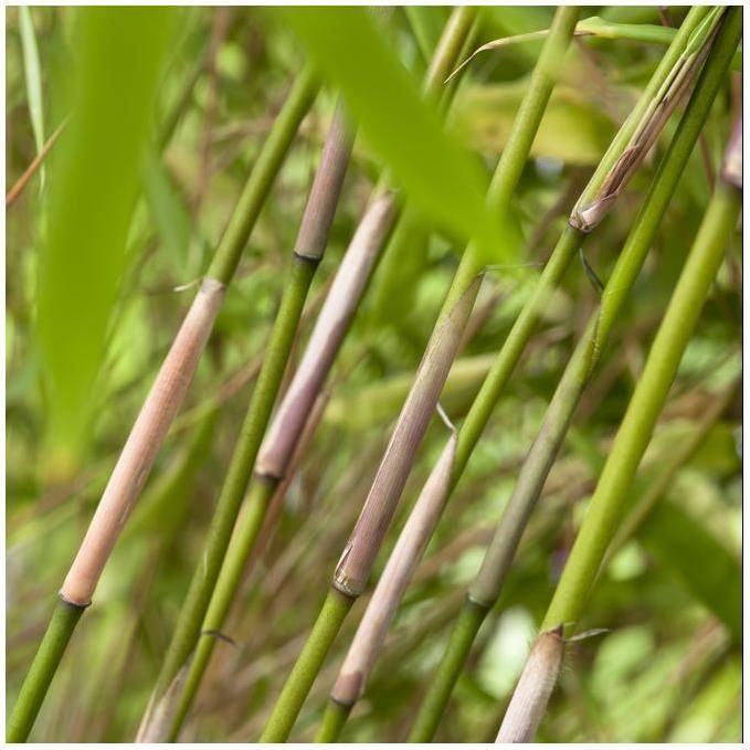 Petit bambou : Fargesia  rufa - Imagen 7