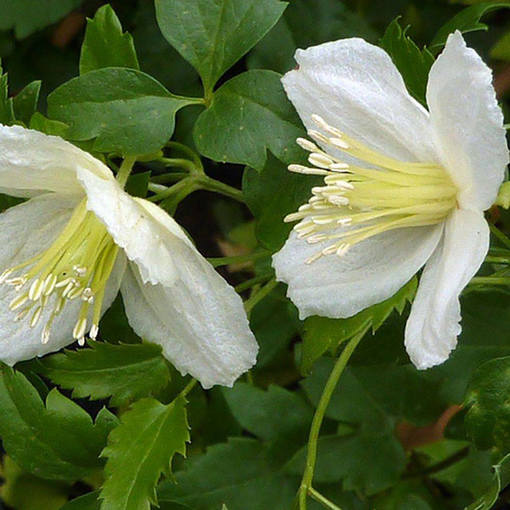 Clématite de Noël 'Wisley Cream'