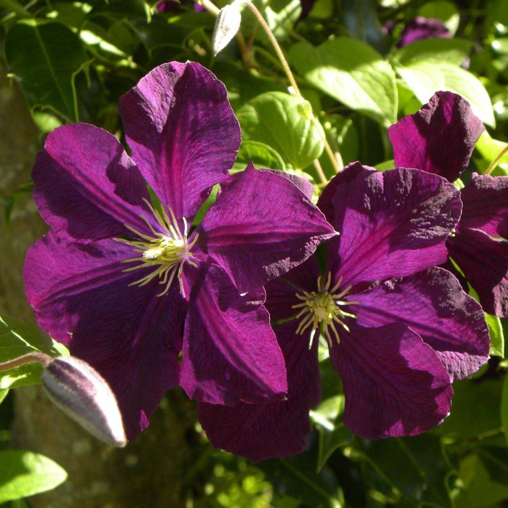 Clématite 'Etoile violette' - Image 2