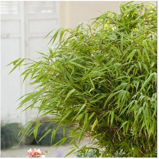 Petit bambou : Fargesia rufa - Image 3