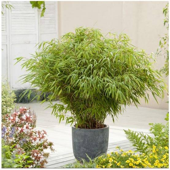 Petit bambou : Fargesia rufa - Image 4