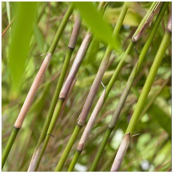 Petit bambou : Fargesia rufa - Image 5