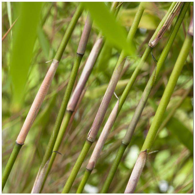 Petit bambou : Fargesia  rufa - Imagen 5