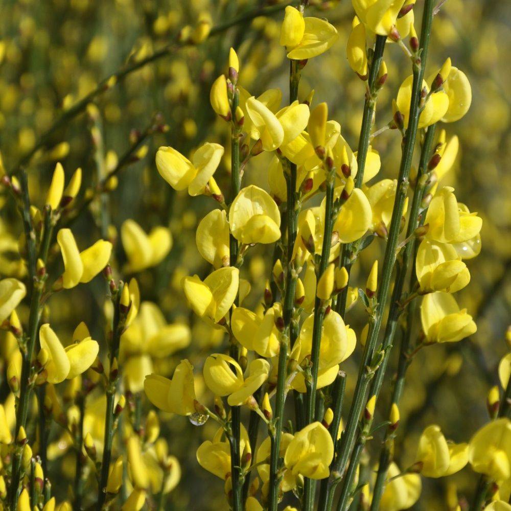 Genêt 'All gold' - Imagen 2