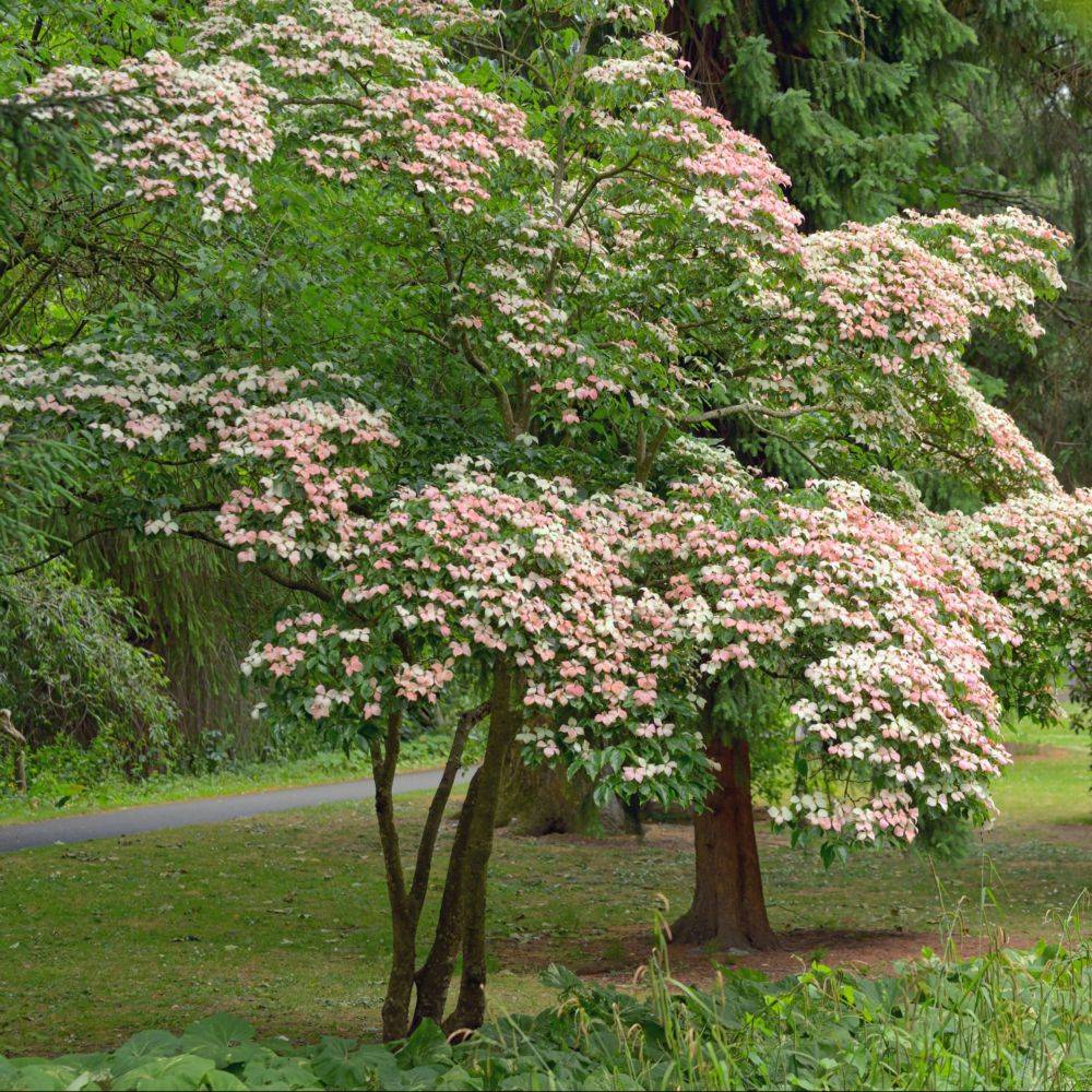 Cornouiller à fleurs Cherokee chief