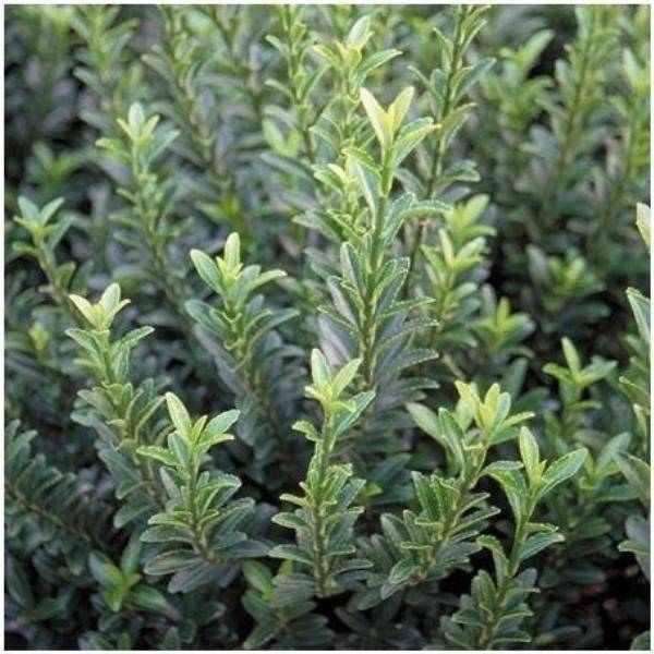 Fusain du Japon microphyllus 'Green rocket'