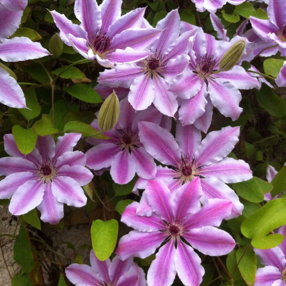 Clématite 'Nelly Moser' - Image 1