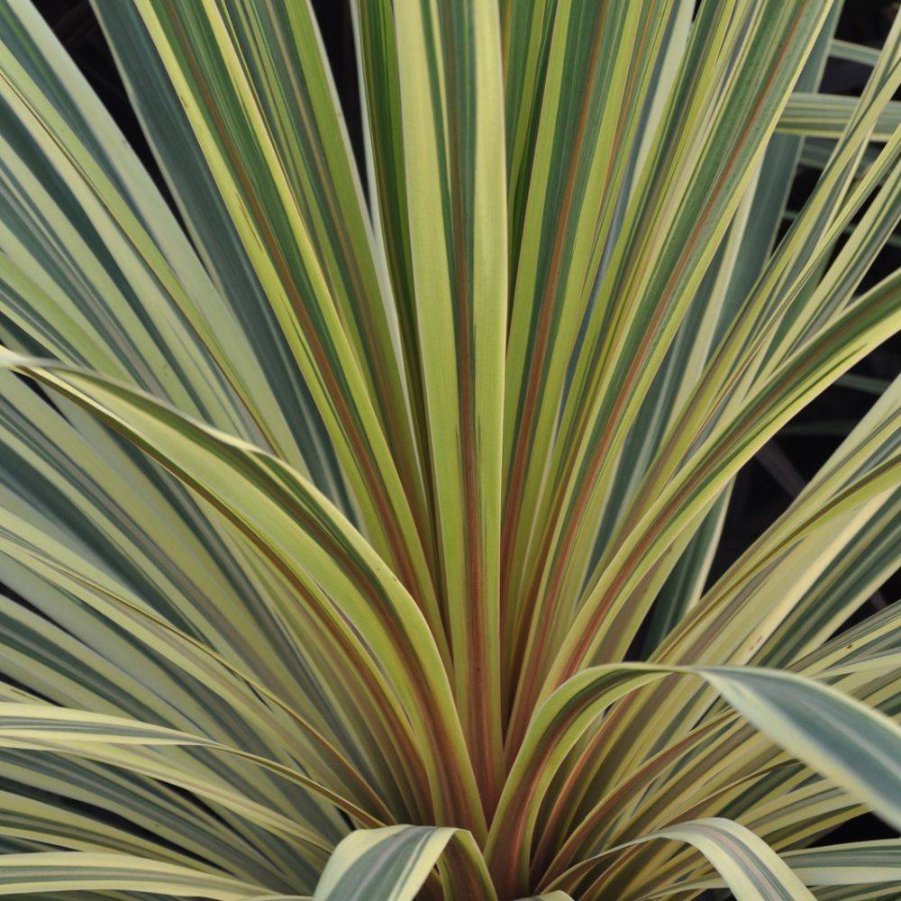Cordyline australis Albertii - Image 1