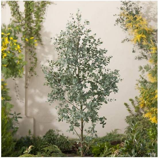 Eucalyptus gunnii - Image 6