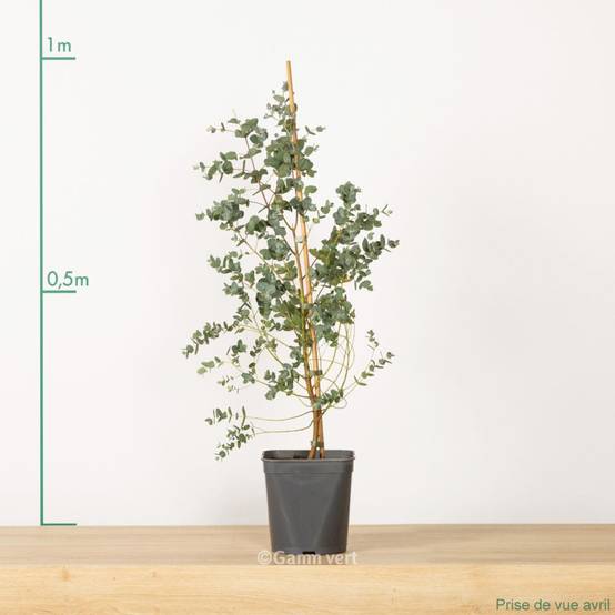Eucalyptus gunnii - Image 2