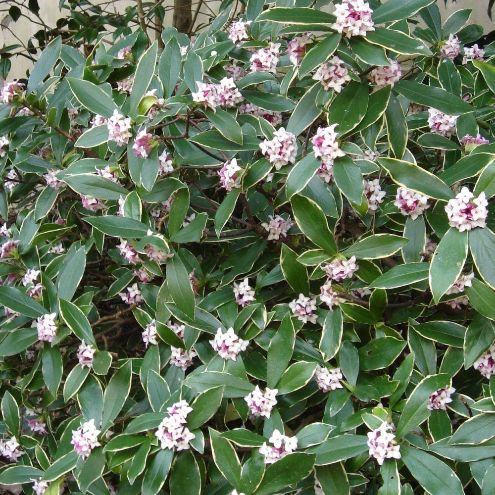 Daphné parfumée Aureomarginata - Image 2