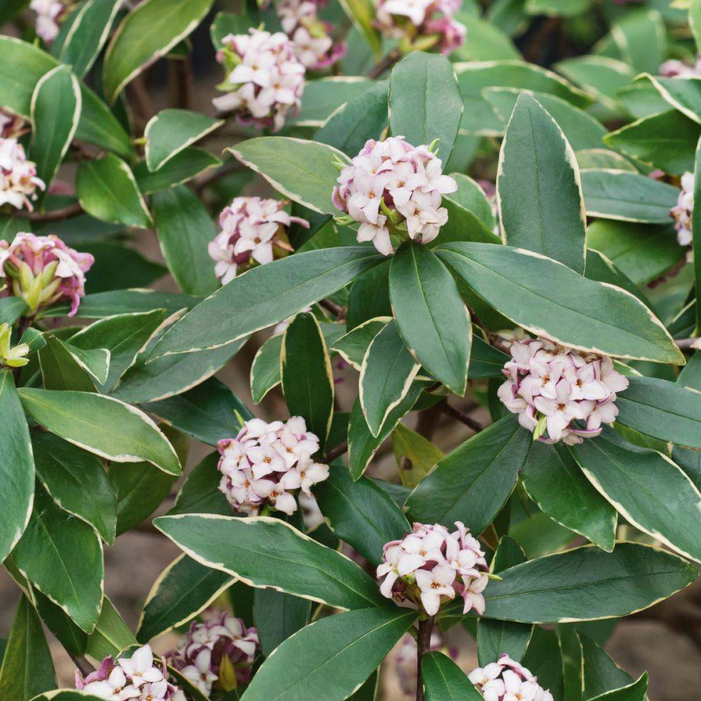 Daphné parfumée Aureomarginata - Image 1
