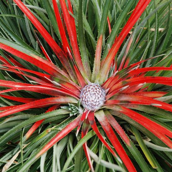 Fascicularia bicolor - Image 1