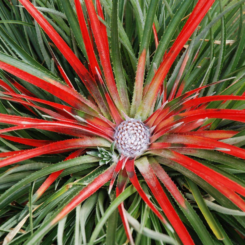 Fascicularia bicolor - Imagen 1