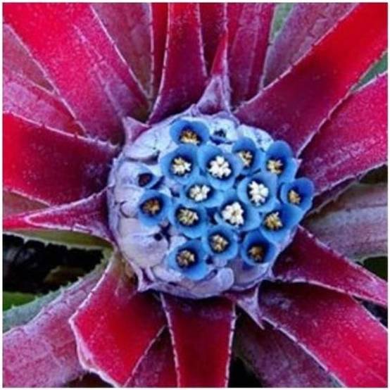 Fascicularia bicolor - Image 2