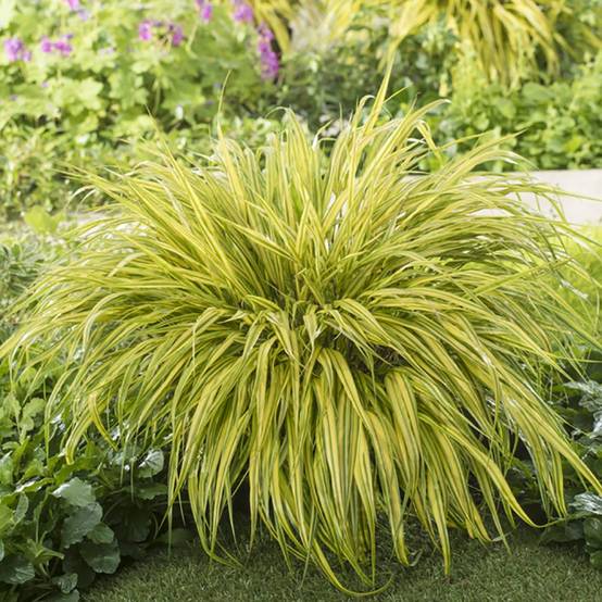 Hakonechloa macra 'Aureola' - Imagen 3