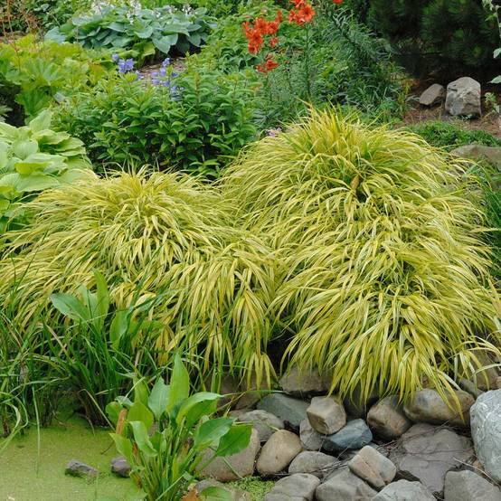 Hakonechloa macra 'Aureola' - Imagen 5
