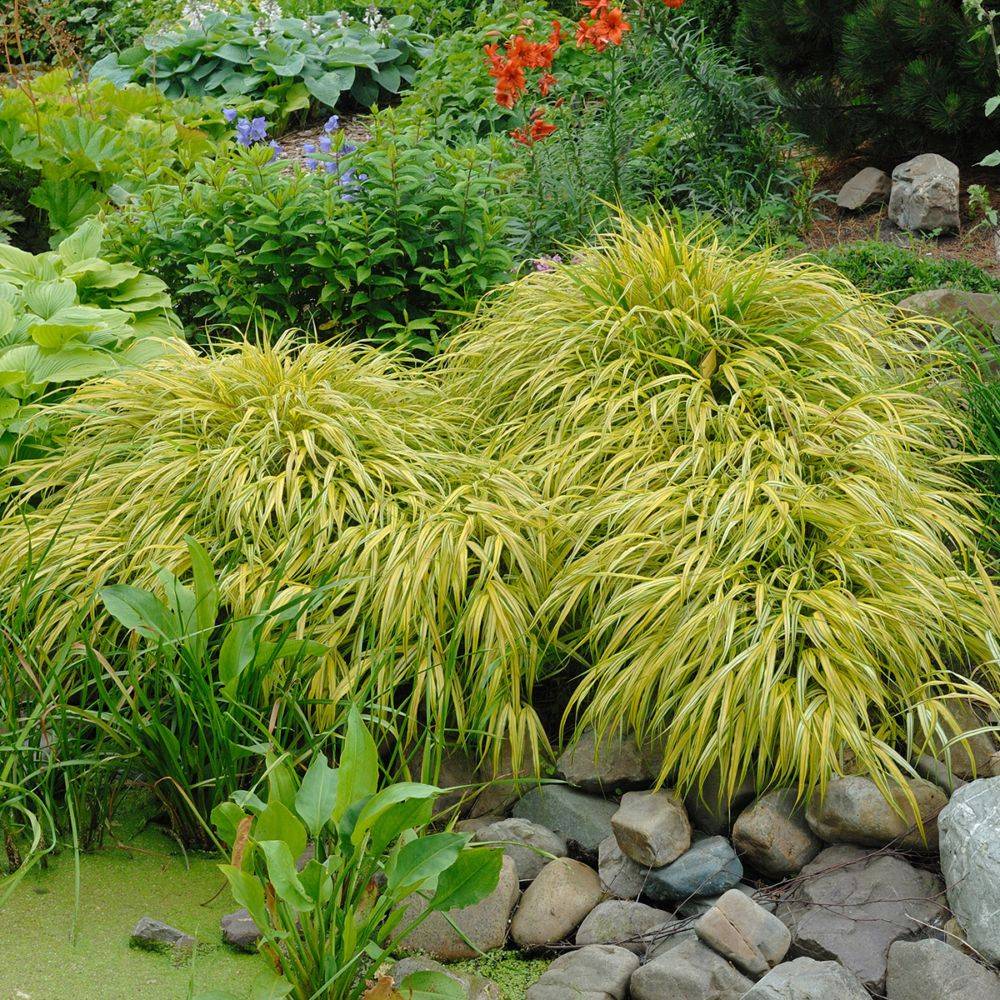 Hakonechloa macra 'Aureola' - Imagen 5