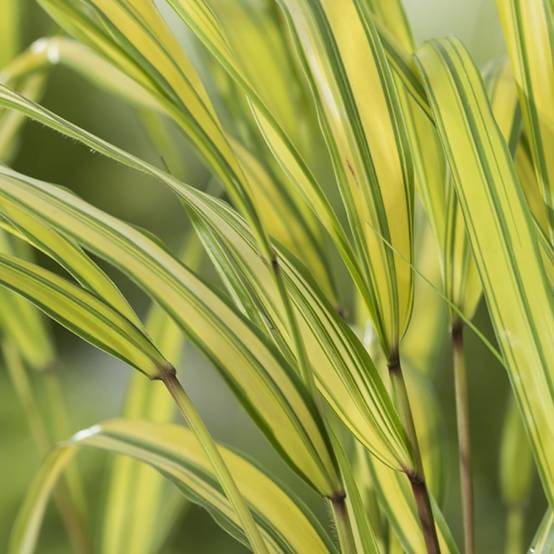 Hakonechloa macra 'Aureola' - Imagen 4
