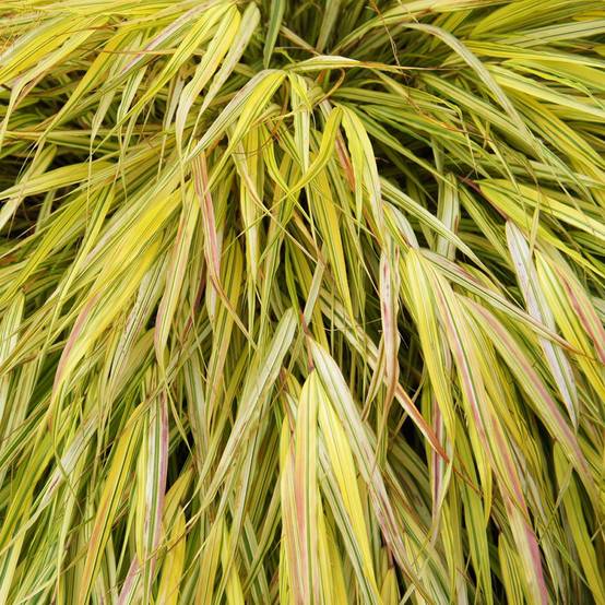 Hakonechloa macra 'Aureola' - Imagen 1