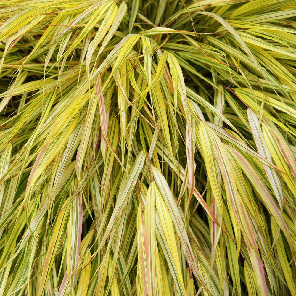 Hakonechloa macra 'Aureola' - Imagen 1