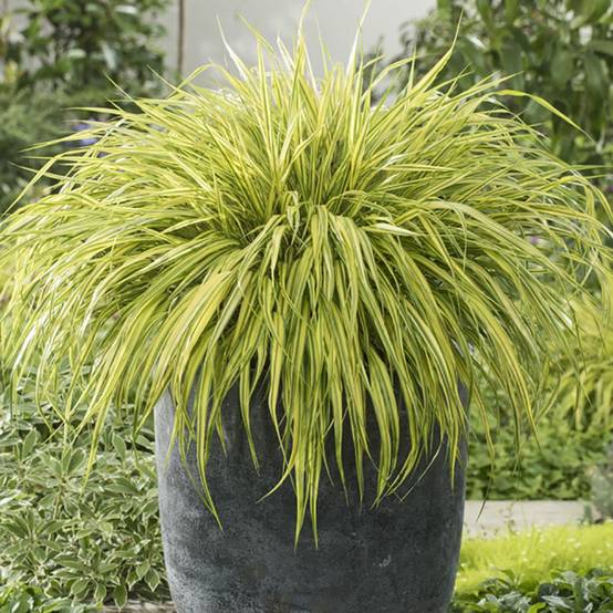 Hakonechloa macra 'Aureola' - Imagen 2