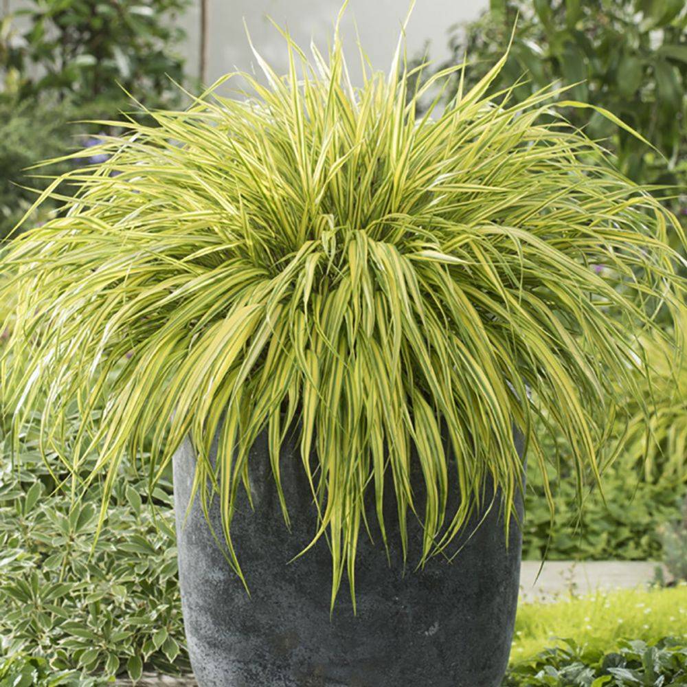 Hakonechloa macra 'Aureola' - Imagen 2