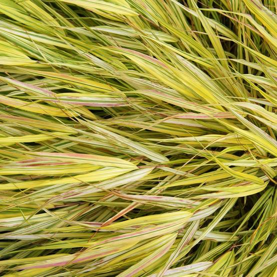 Hakonechloa macra 'Aureola' - Imagen 6