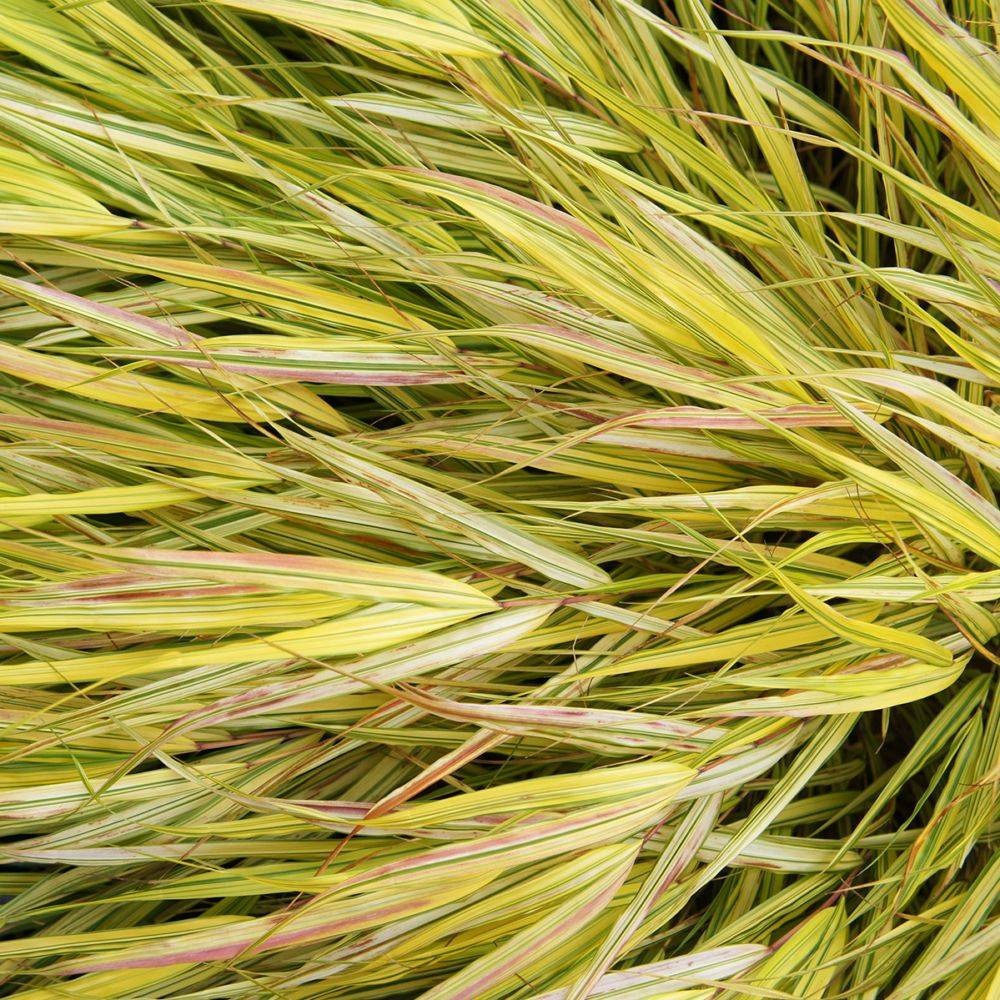 Hakonechloa macra 'Aureola' - Imagen 6