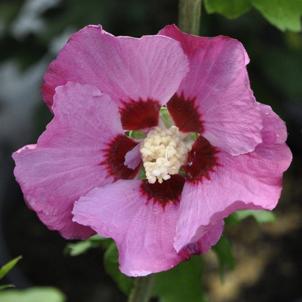 Hibiscus syriacus 'Pink giant' - Image 1