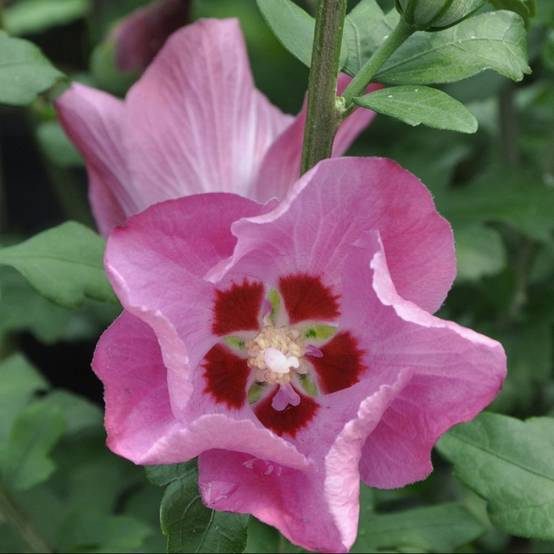 Hibiscus syriacus 'Pink giant' - Image 2