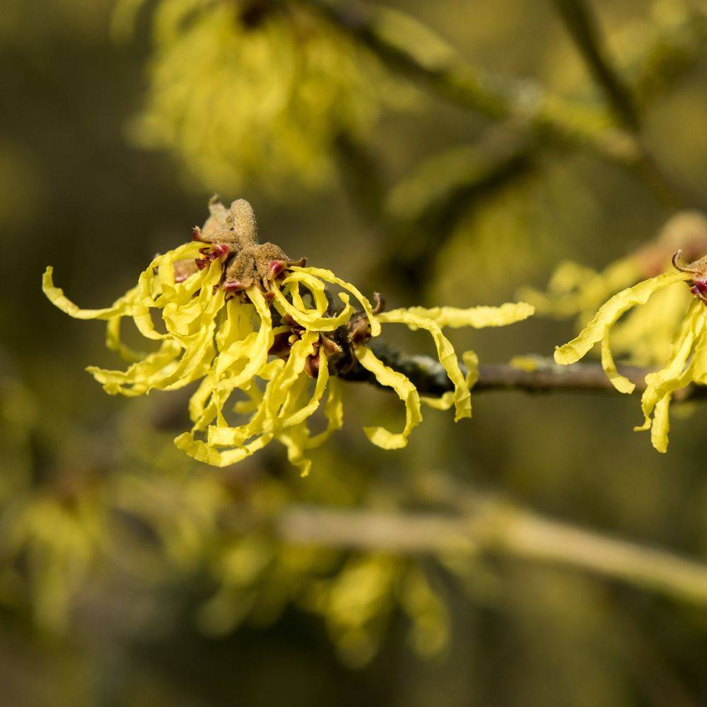 Hamamélis Arnold Promise