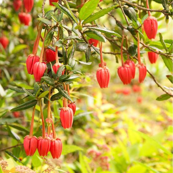 Crinodendron hookerianum - Image 2