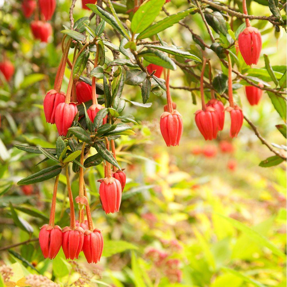 Crinodendron hookerianum - Image 2