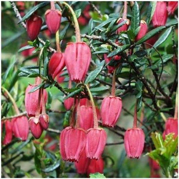Crinodendron hookerianum - Image 1